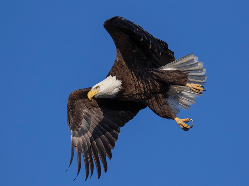 Get Ready for the Great Backyard Bird Count