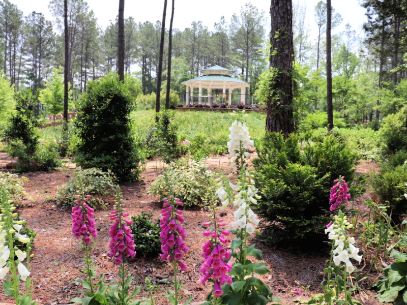 Walk With Nature at the Longview Arboretum