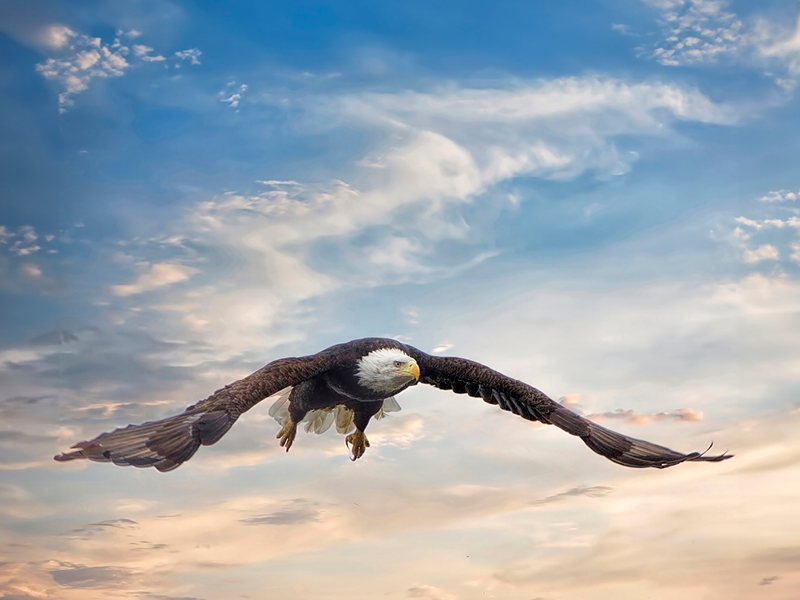 The Majestic Bald Eagle