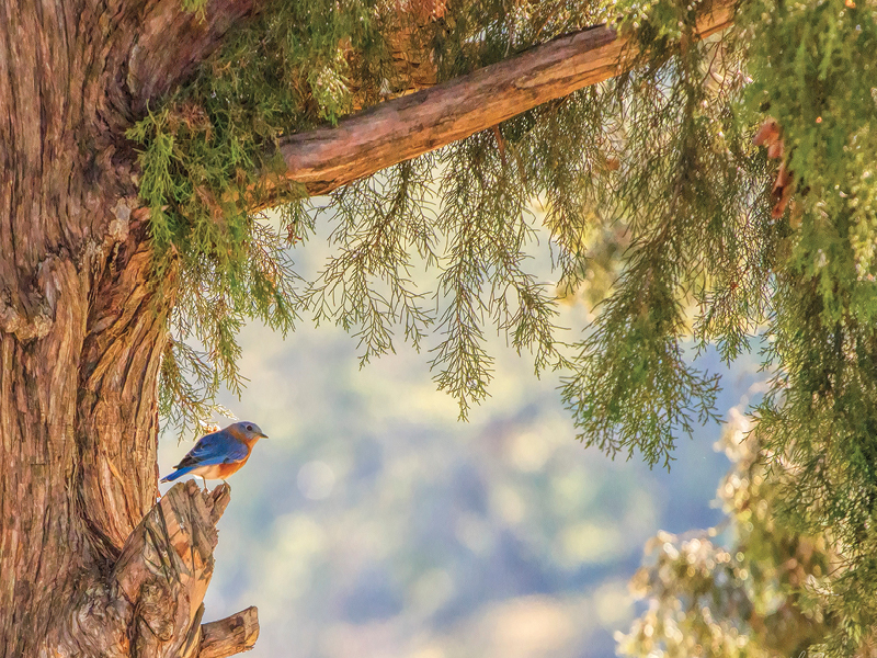 Calling All Citizen Scientists for the Great Backyard Bird Count