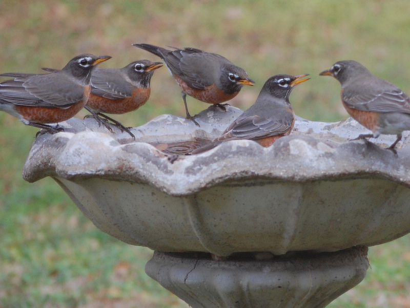 Winter Feeding Feathered Friends