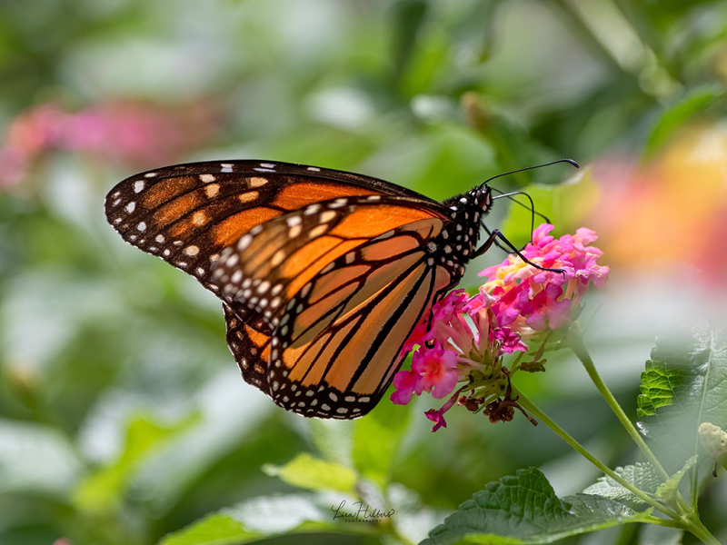 Mystery of the Monarch